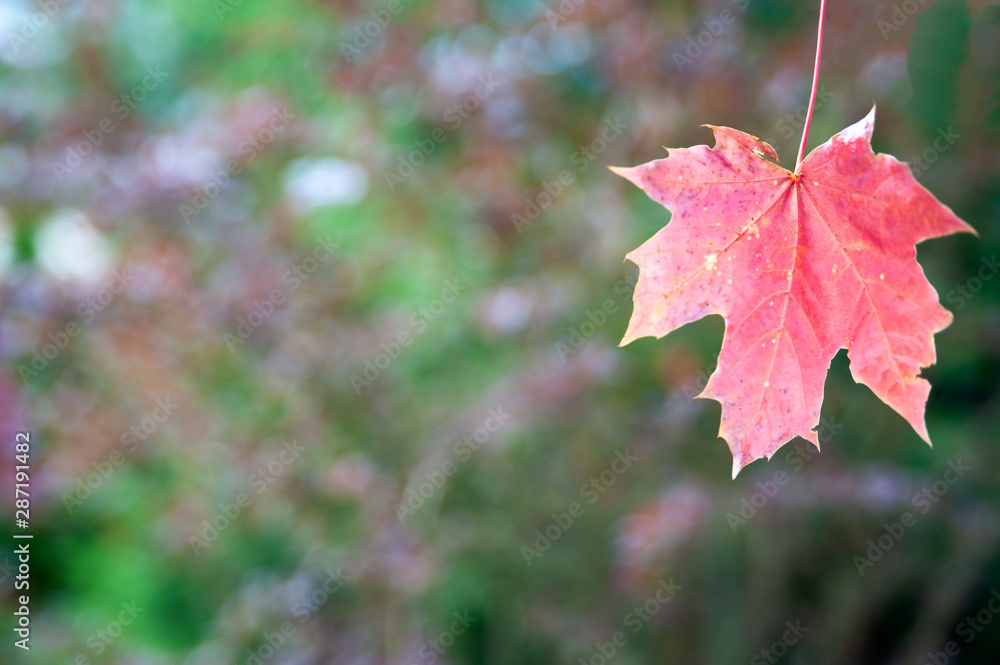 Autumn background in defocus, Red maple leaf in the foreground , background for text on an autumn theme Autumn background in defocus, Red maple leaf in the foreground , background for text on an autumn theme