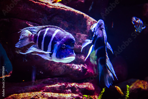 ZOO Wroclaw Africarium