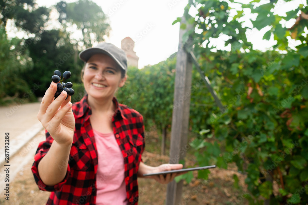 A woman farmer examines the vineyard and sends data to the cloud from the tablet. Smart farming and digital agriculture.	