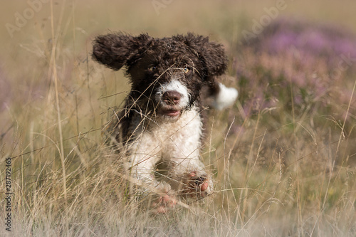 perro de agua espanol spanischer wasserhund