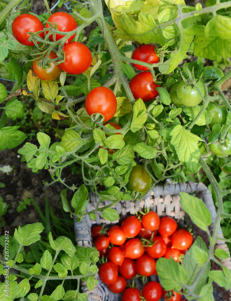 Plump red tomatoes on the vine, above a full basket