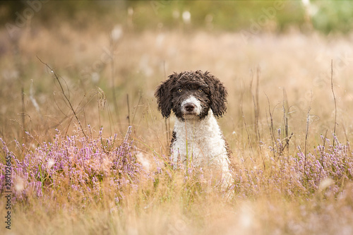 perro de agua espanol spanischer wasserhund photo