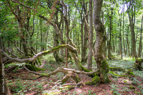Fototapeta Naklejka Na Ścianę i Meble -  Buczyna Karpacka, las na zboczu Jasła