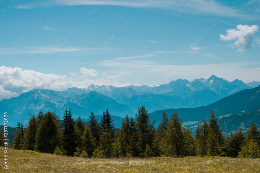 Fototapeta premium Chamois