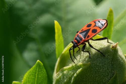Firebug, Pyrrhocoris apterus © alfotokunst