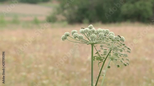 Cicuta virosa, the cowbane or northern water hemlock (Cicuta virosa) is a poisonous plant which contains cicutoxin that disrupts the workings of the central nervous system photo