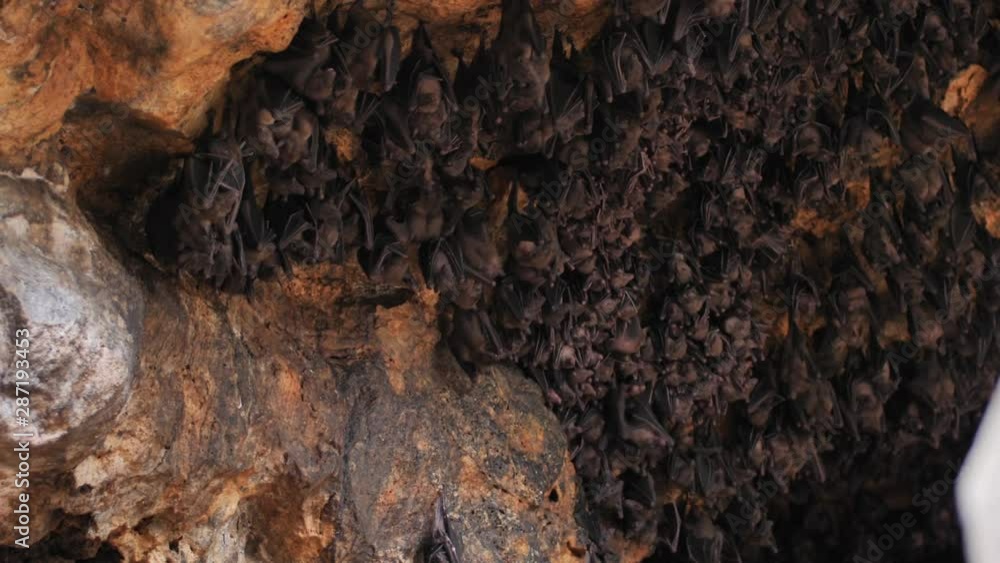Bats in a cave in Bali Stock ビデオ Biology Diagrams