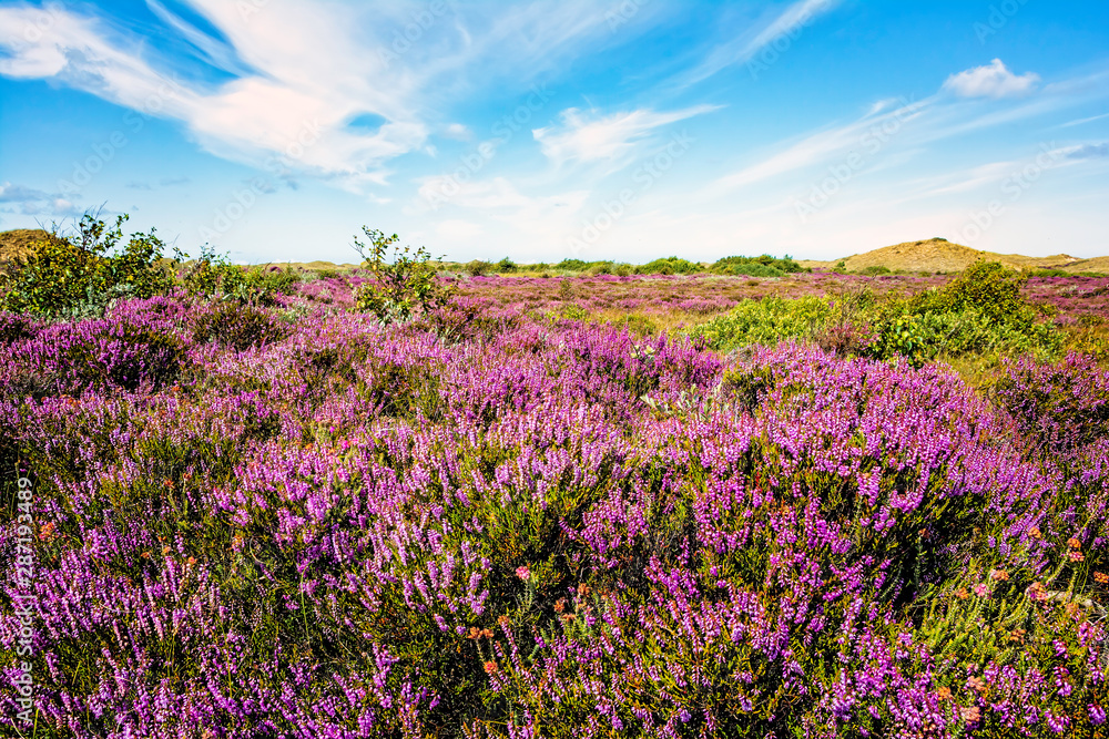 field of purple heathers