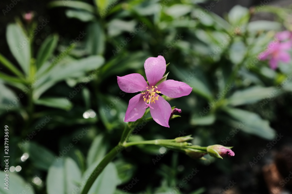 Pink flower. Talinum Fruticosum, also known fameflower Pink flower. Talinum Fruticosum, also known fameflower