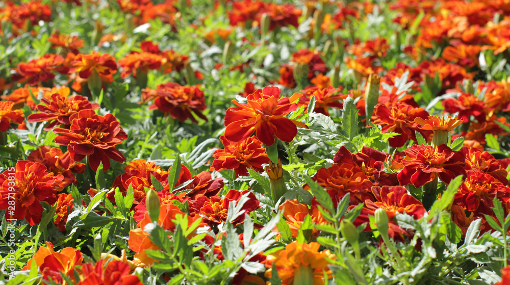 Naklejka premium macro of group of orange Tagetes or Marigold, floral background