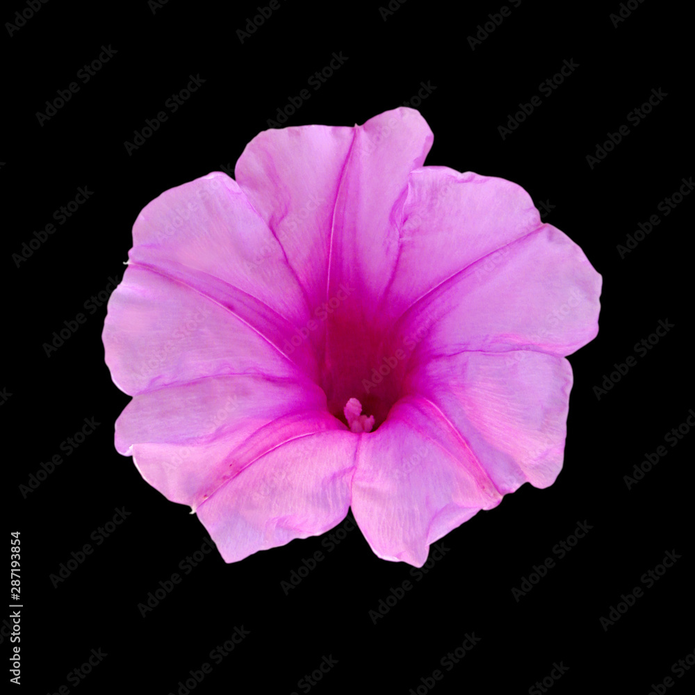 Naklejka premium Pink flower isolated on black background
