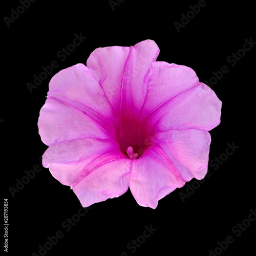 Pink flower isolated on black background