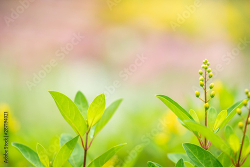 Closeup view of green leaves and blossom on blurred pink background.