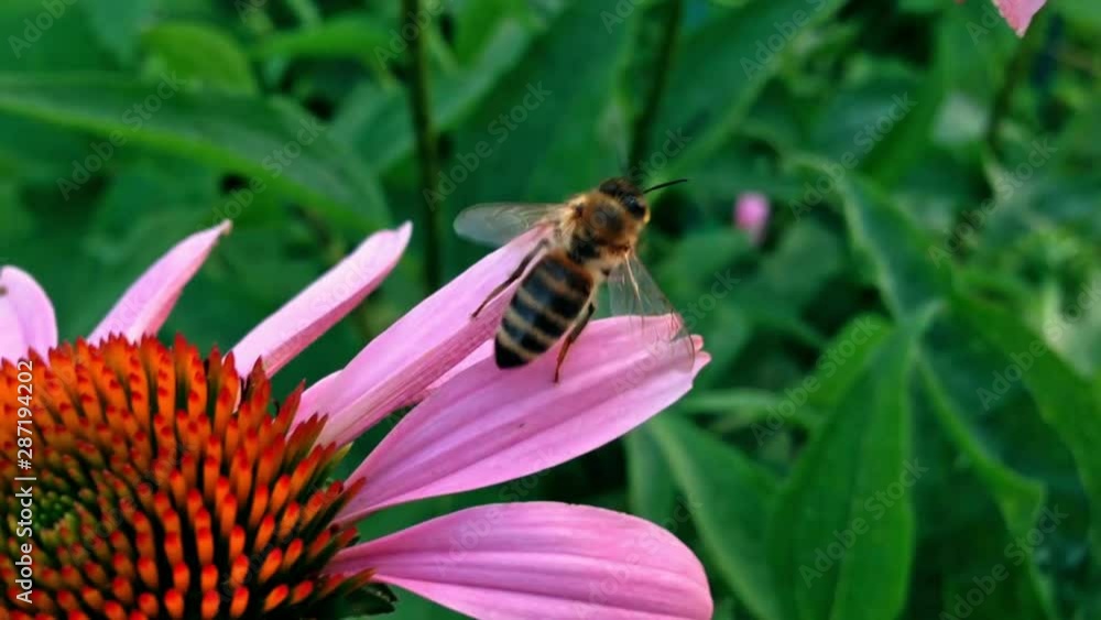 Bee on Echinacea flower. Honey making. Spring time Bee on Echinacea flower. Honey making. Spring time