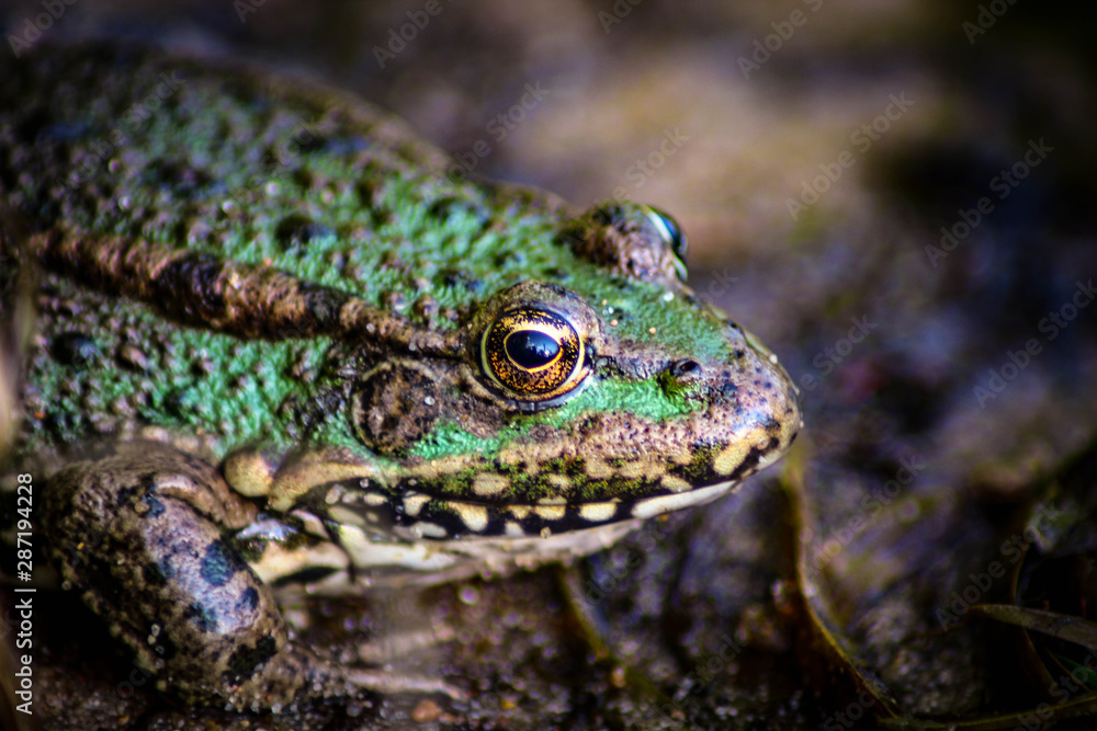 Frog close-up among the thickets and shrubs Frog close-up among the thickets and shrubs