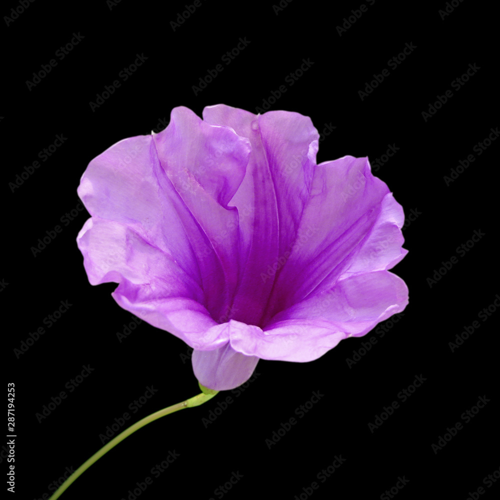 Fototapeta premium Violet flower isolated on black background