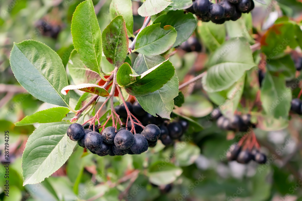 Bunches of Berries Aronia melanocarpa known as black chokeberry on a bush Bunches of Berries Aronia melanocarpa known as black chokeberry on a bush