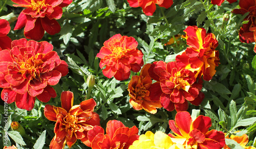 Fototapeta Naklejka Na Ścianę i Meble -  Tagetes or Marigold for colorful garden and perennial park