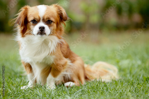 Cute and funny red light pekingese dog in autumn park playing with leaves and joyful. Best human friend. Pretty mature dog in garden around sunlight