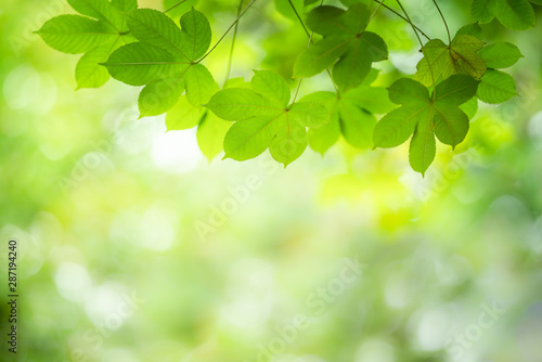 Closeup nature view of green leaf on greenery blurred background.