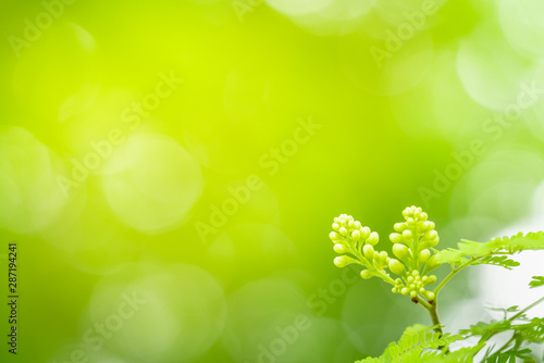 Closeup view of green leaves with beauty bokeh under sunlight.