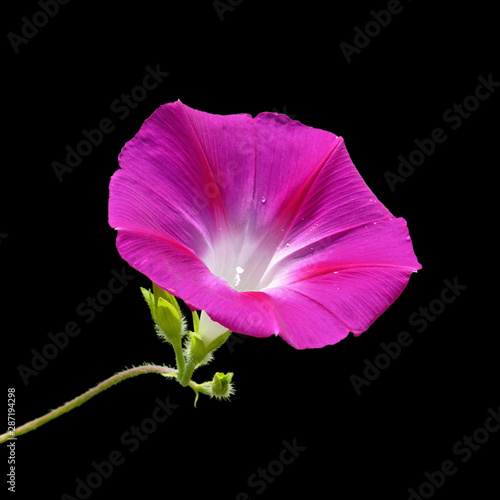 Pink flower isolated on black background