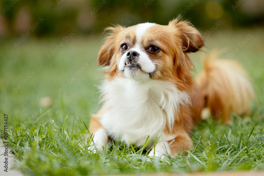Cute and funny red light pekingese dog in autumn park playing with leaves and joyful. Best human friend. Pretty mature dog in garden around sunlight Cute and funny red light pekingese dog in autumn park playing with leaves and joyful. Best human friend. Pretty mature dog in garden around sunlight