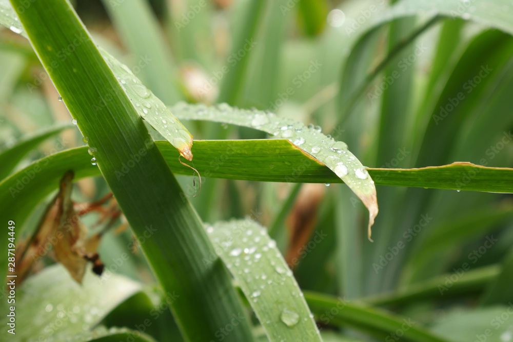 Fototapeta premium Rain drops on the green leaves. Freshness 