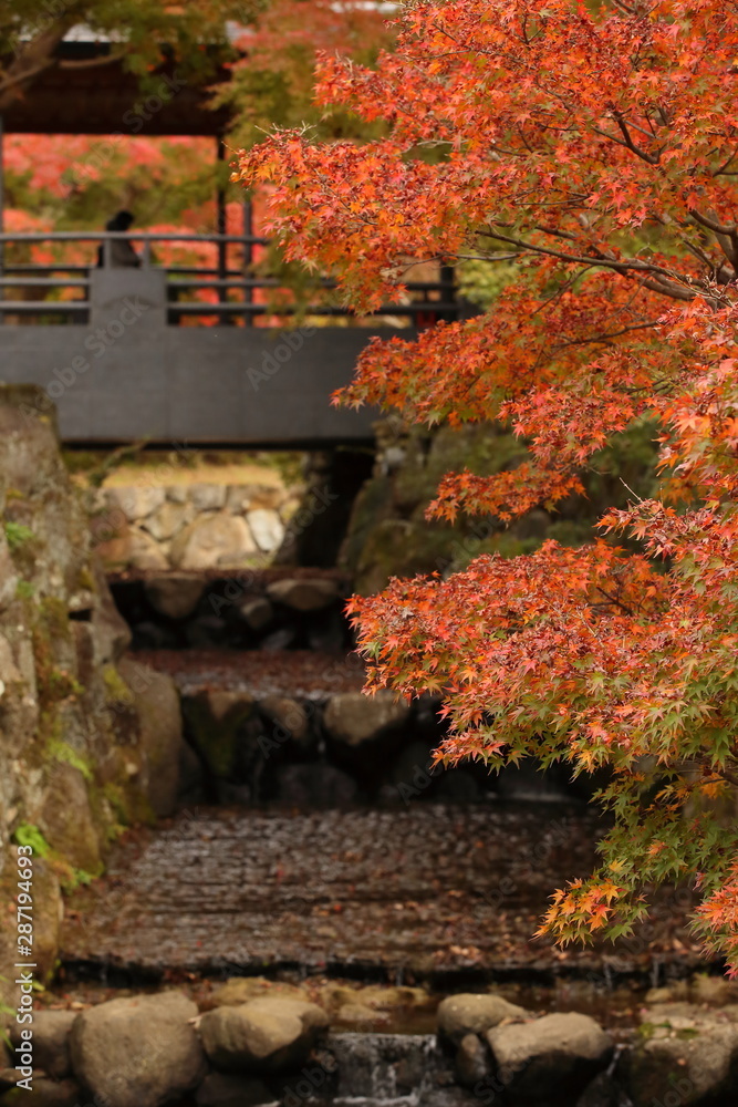 Obraz premium 紅葉に覆われた日本庭園を流れる小川