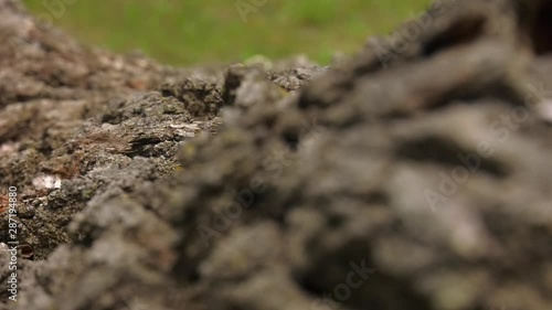 Wallpaper Mural The bark of an oak tree. Highly detailed tree bark texture. Ancient tree with thick bark in a sunny day. Torontodigital.ca