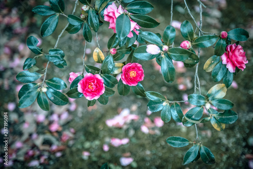 山茶花