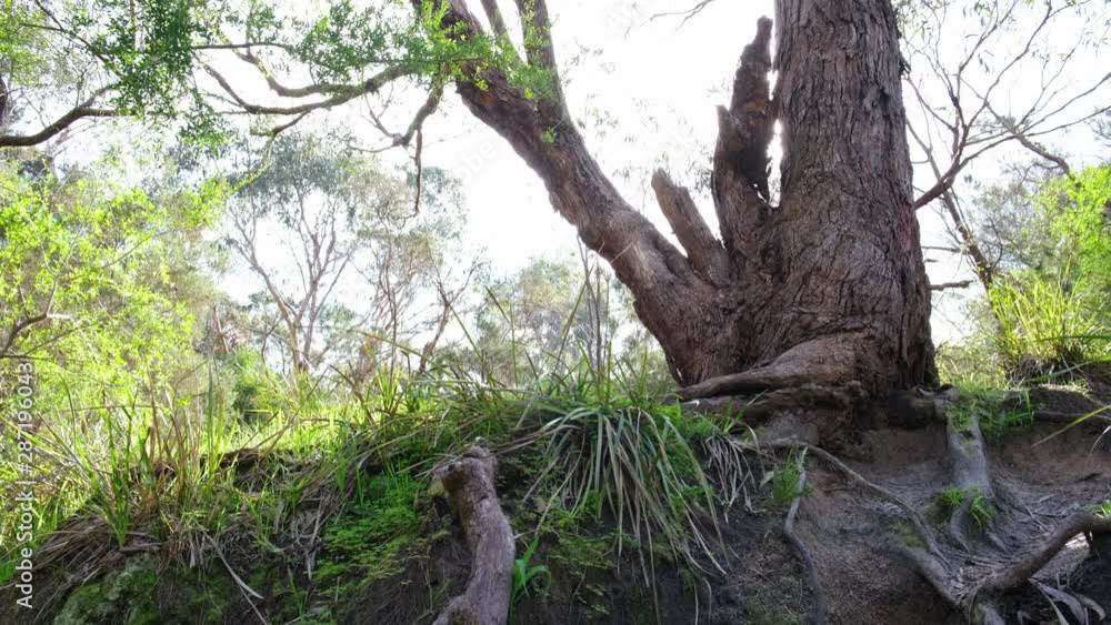 Upward camera tilt along gum tree from roots to canopy in nature reserve in Australia Upward camera tilt along gum tree from roots to canopy in nature reserve in Australia