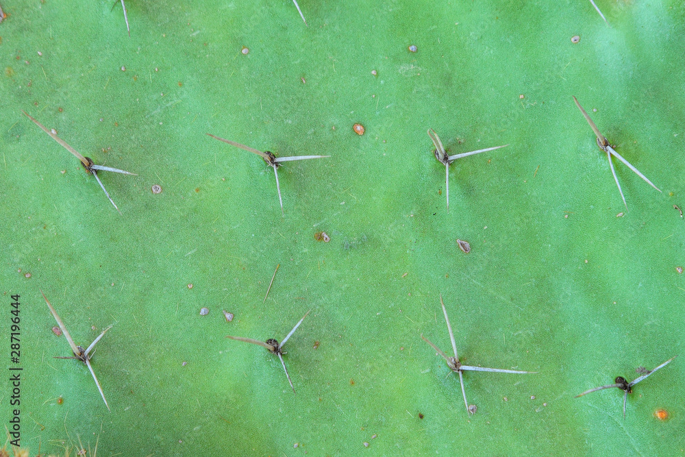 Opuntia cactus large flat thorny pad background Opuntia cactus large flat thorny pad background