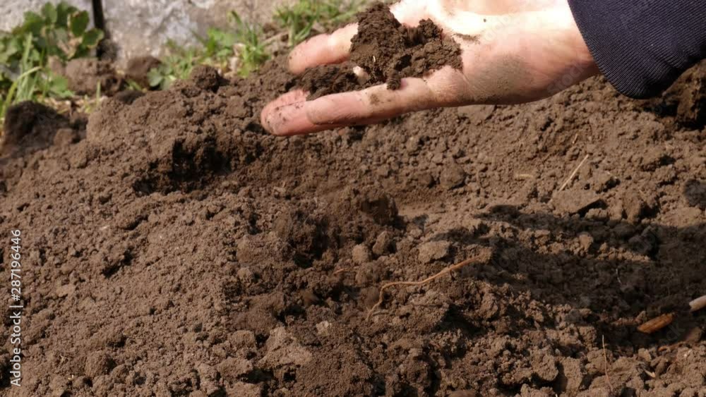 Farmer keep soil. Man hand close up. Agriculture business. Farming plants Farmer keep soil. Man hand close up. Agriculture business. Farming plants