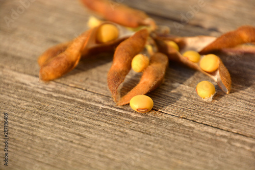 blurred soybeans with open pods macro shot, Soya beans with open pods on wooden floor after harvest in autumn