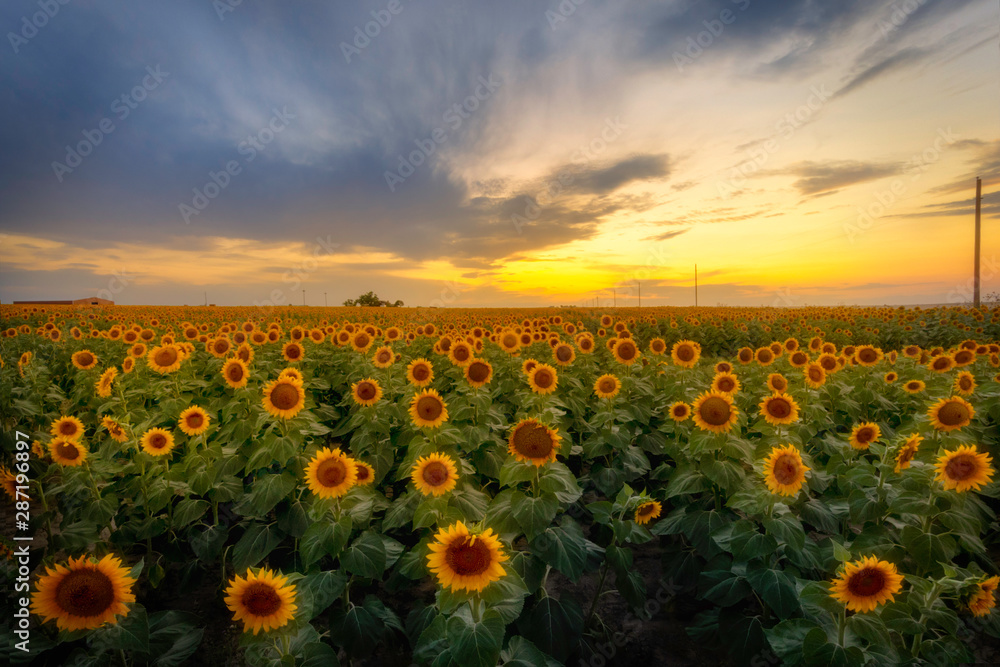 Sunflower Field at Sunset