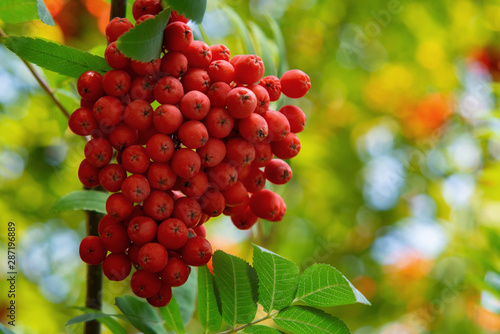 Ripe red bunches of rowan on a tree in late summer, close up