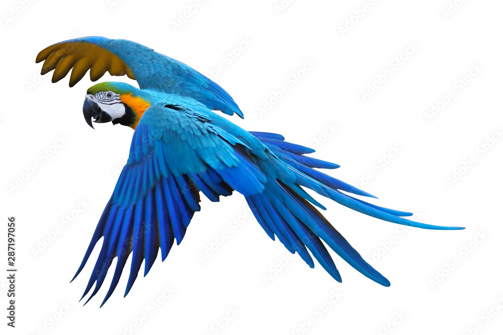 Fototapeta premium Blue and gold macaw isolated on white background.