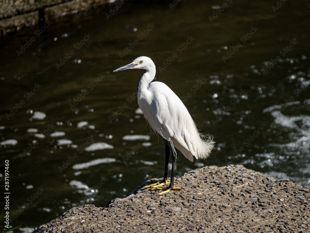 Little egret garzetta on concrete block in Sasebo River Little egret garzetta on concrete block in Sasebo River