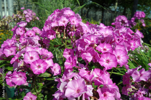 Phlox photo