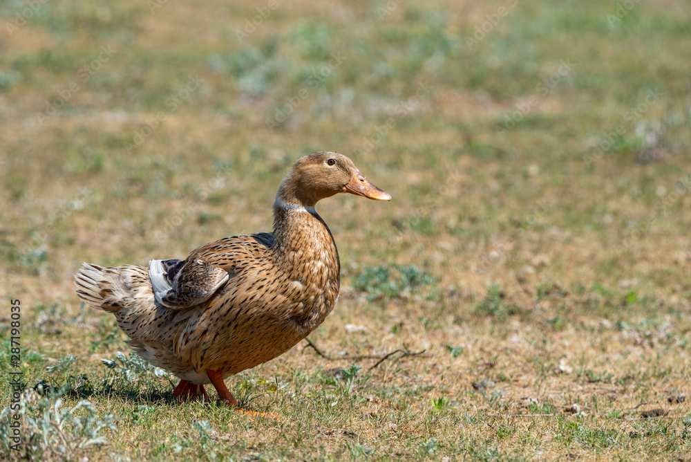Domestic duck on the field in summer cleans feathers. Domestic duck on the field in summer cleans feathers.
