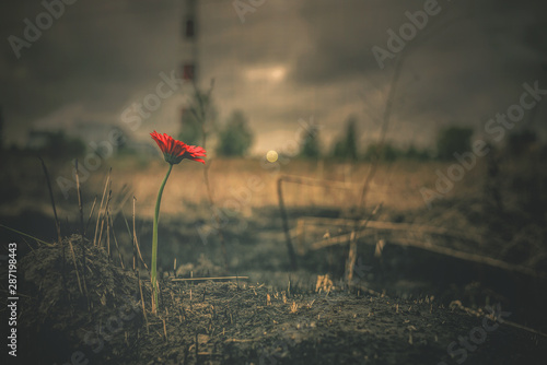 Foto Blooming red gerbera is growing from a burnt ground on a smoking chimney background