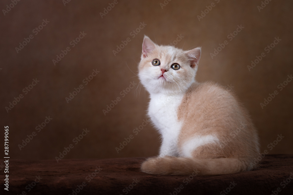 Edel - Britisch Kurzhaar Kitten vom Züchter Edel - Britisch Kurzhaar Kitten vom Züchter