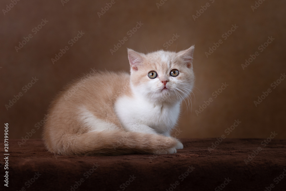 Obraz premium BKH Kitten in creme-weiß vor braunem Hintergrund