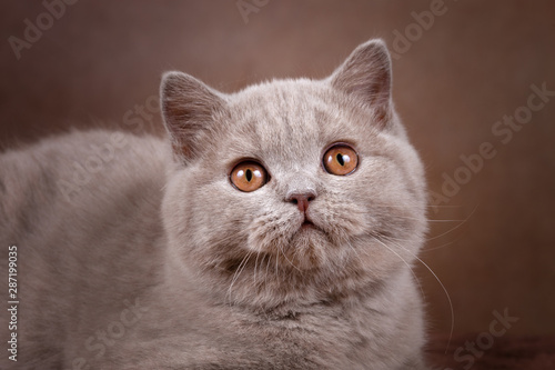 BKH Katze Portrait eines Kitten