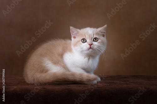 BKH Kitten in creme-weiß vor braunem Hintergrund