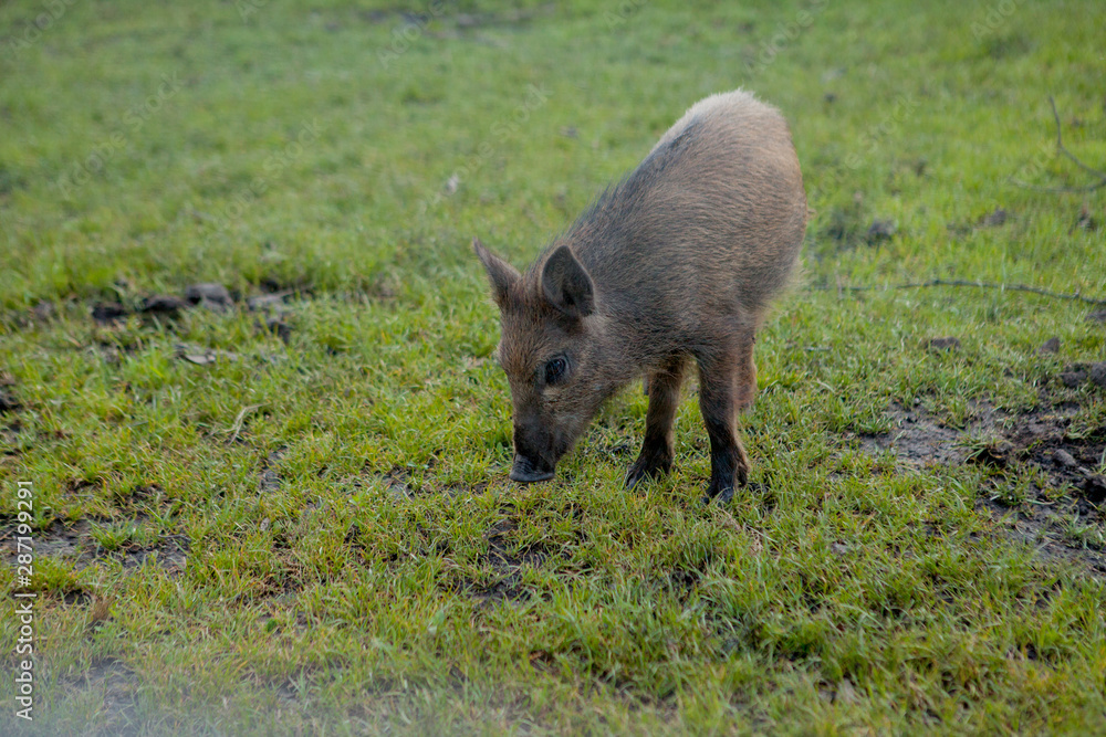 Wild small pig contentedly grazing on grass Wild small pig contentedly grazing on grass