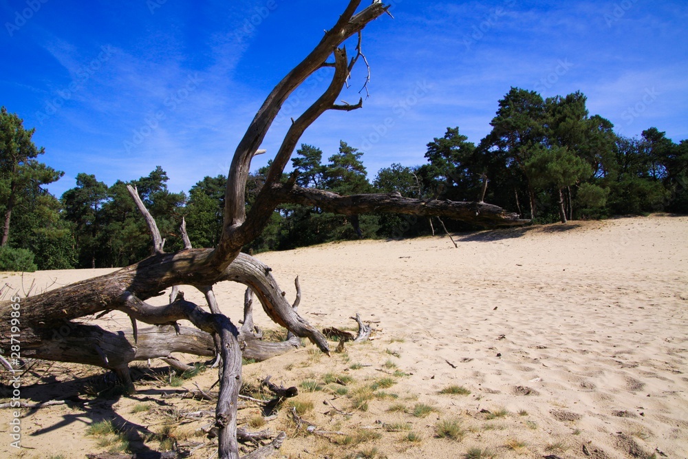 View beyond dead dry tree trunk on sand dune with scotch pine tree forest background against blue sky - Loonse und Drunense Duinen, Netherlands