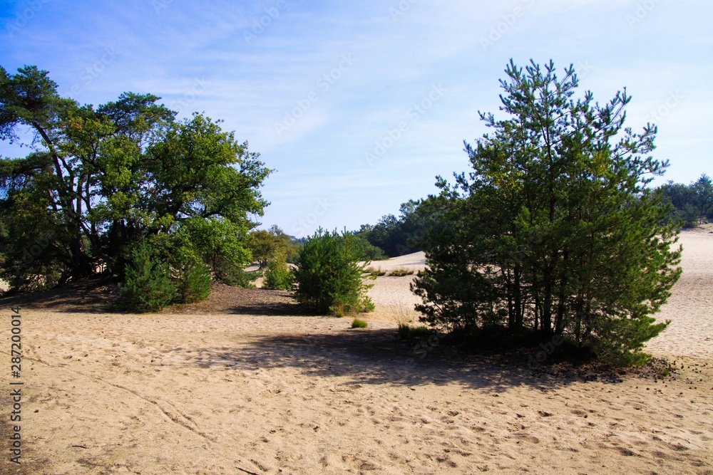 Fototapeta premium View on sand dunes with scotch conifer pine trees and forest background - Loonse und Drunense Duinen, Netherlands