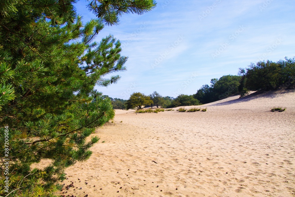 View beyond scotch conifer tree on sand dunes with green forest background - Loonse und Drunense Duinen, Netherlands View beyond scotch conifer tree on sand dunes with green forest background - Loonse und Drunense Duinen, Netherlands